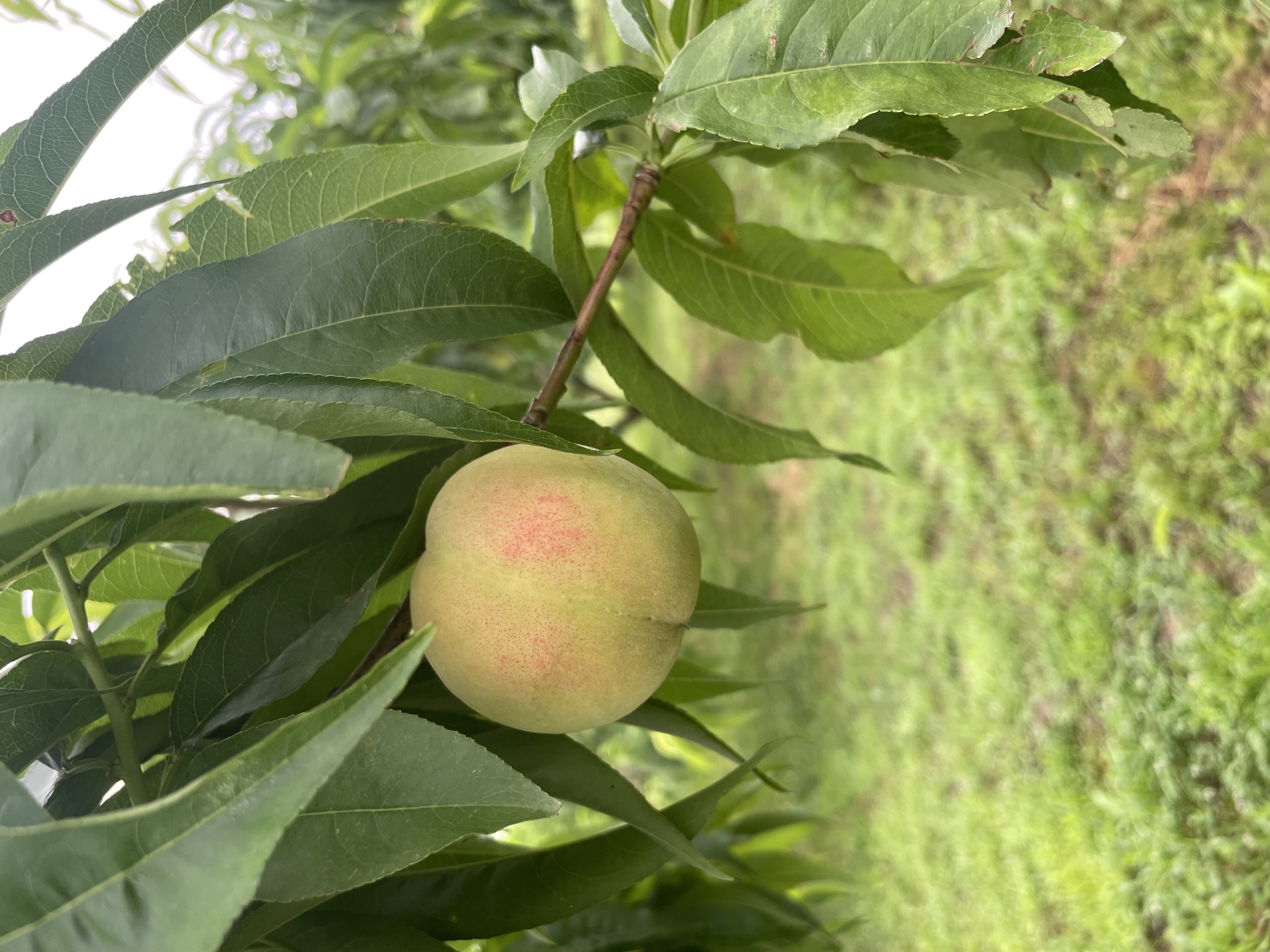 収穫までもう少し🍑