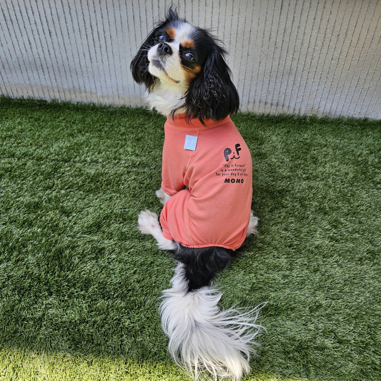 「なぜ犬種別サイズをつくるのか。」ドッグウエアPIF（ピフ）のスキンフィットの犬種について