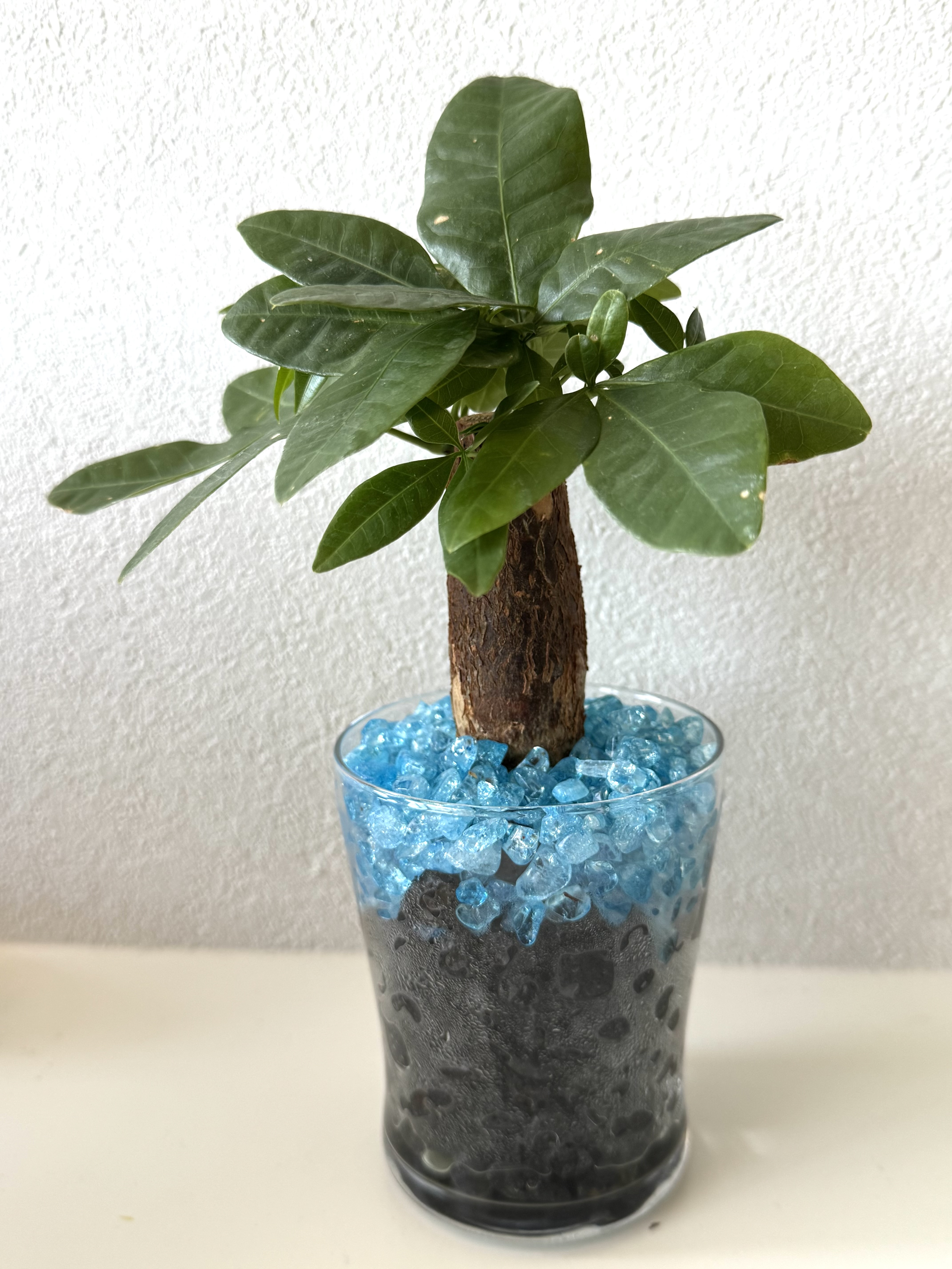 観葉植物に富士山溶岩石・・・