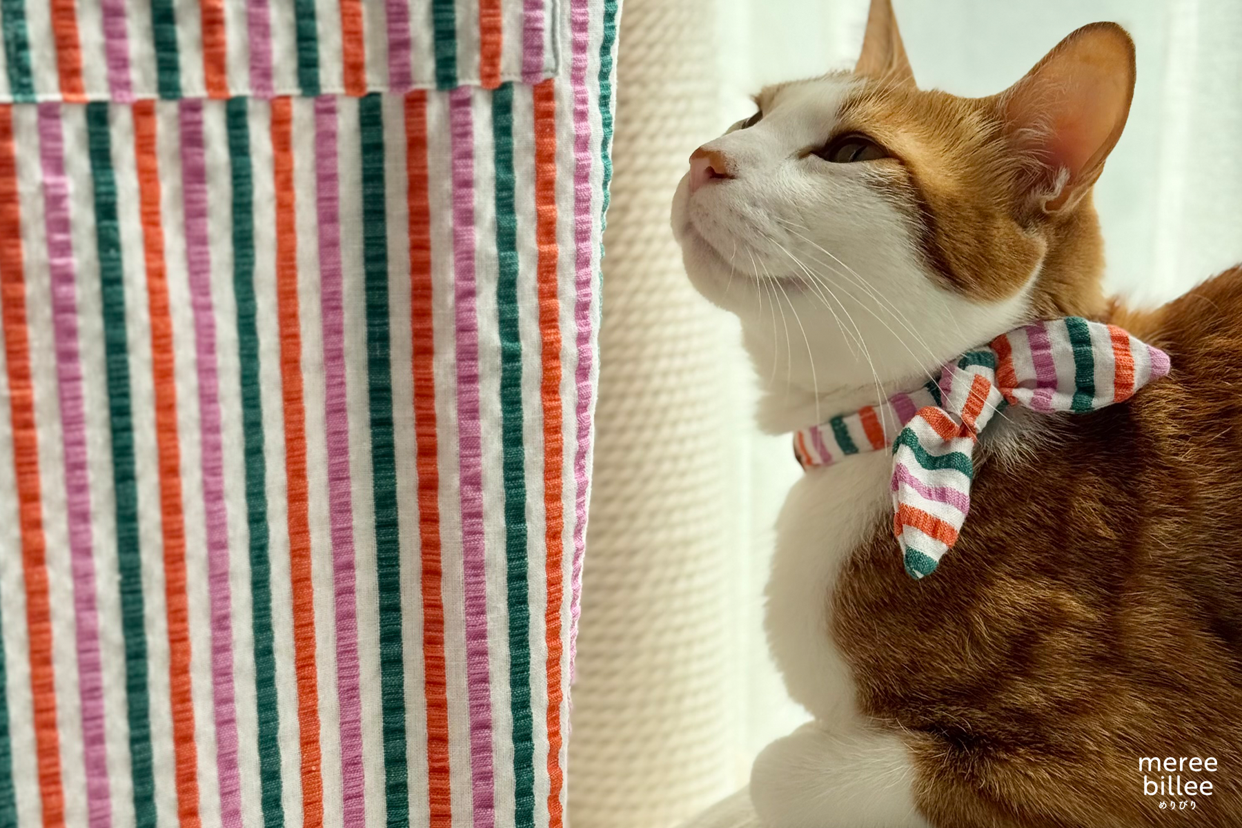 コットン素材の猫首輪ってどう?インドコットンの魅力と選ぶときのポイント
