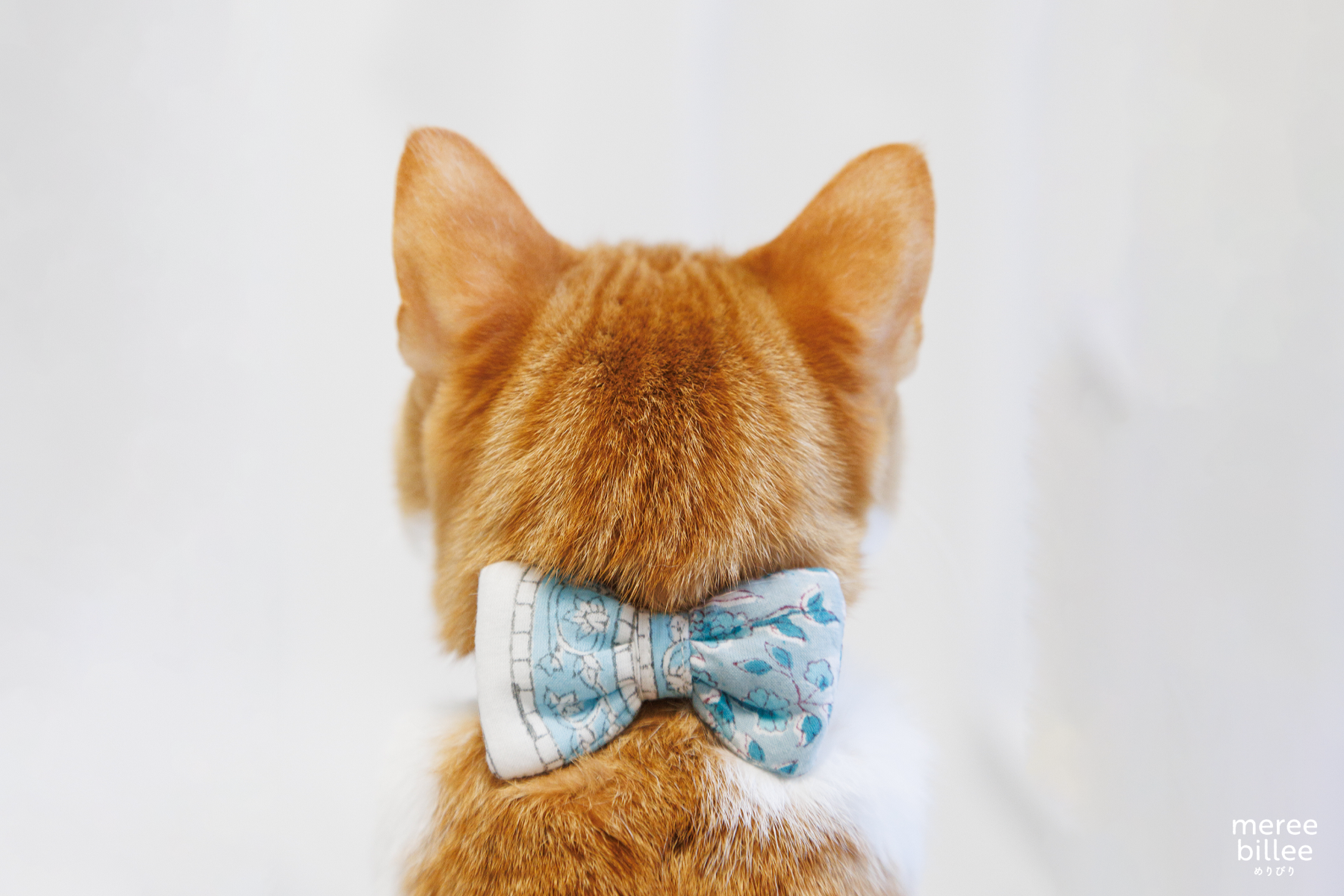 猫が首輪を嫌がるのはなぜ?嫌がる猫におすすめの首輪の選び方