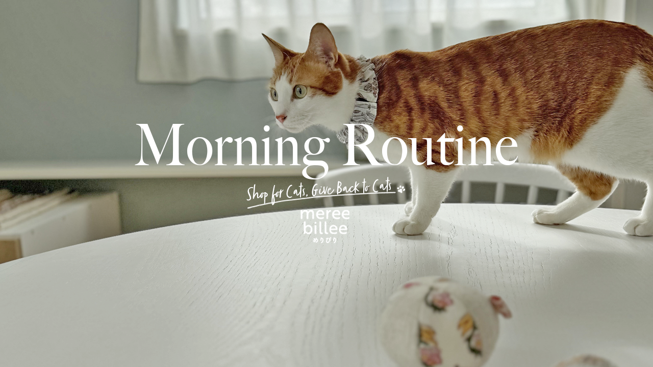 【YouTubeチャンネルを開設しました!】猫とインドと。