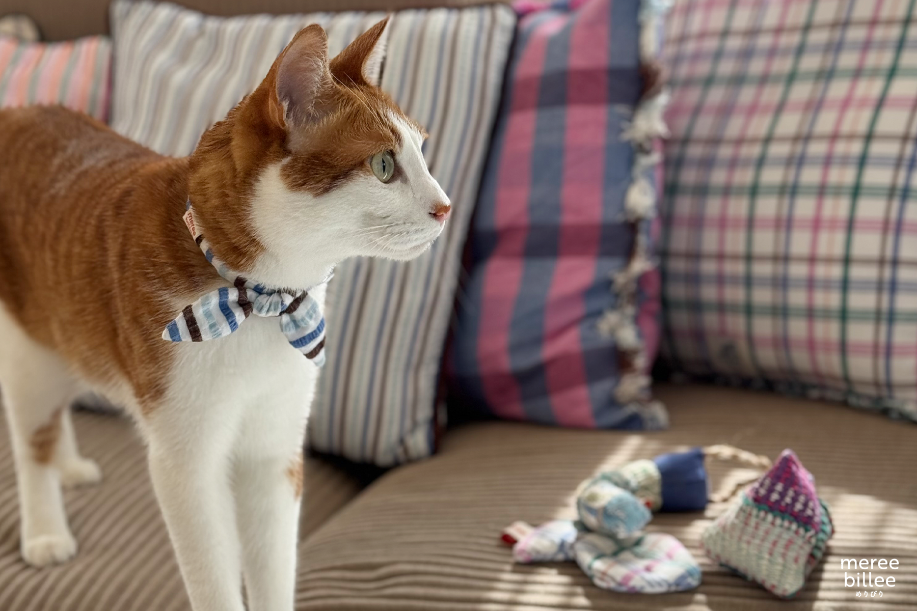 猫首輪は安全?猫にやさしい首輪を選ぶために知っておきたいこと