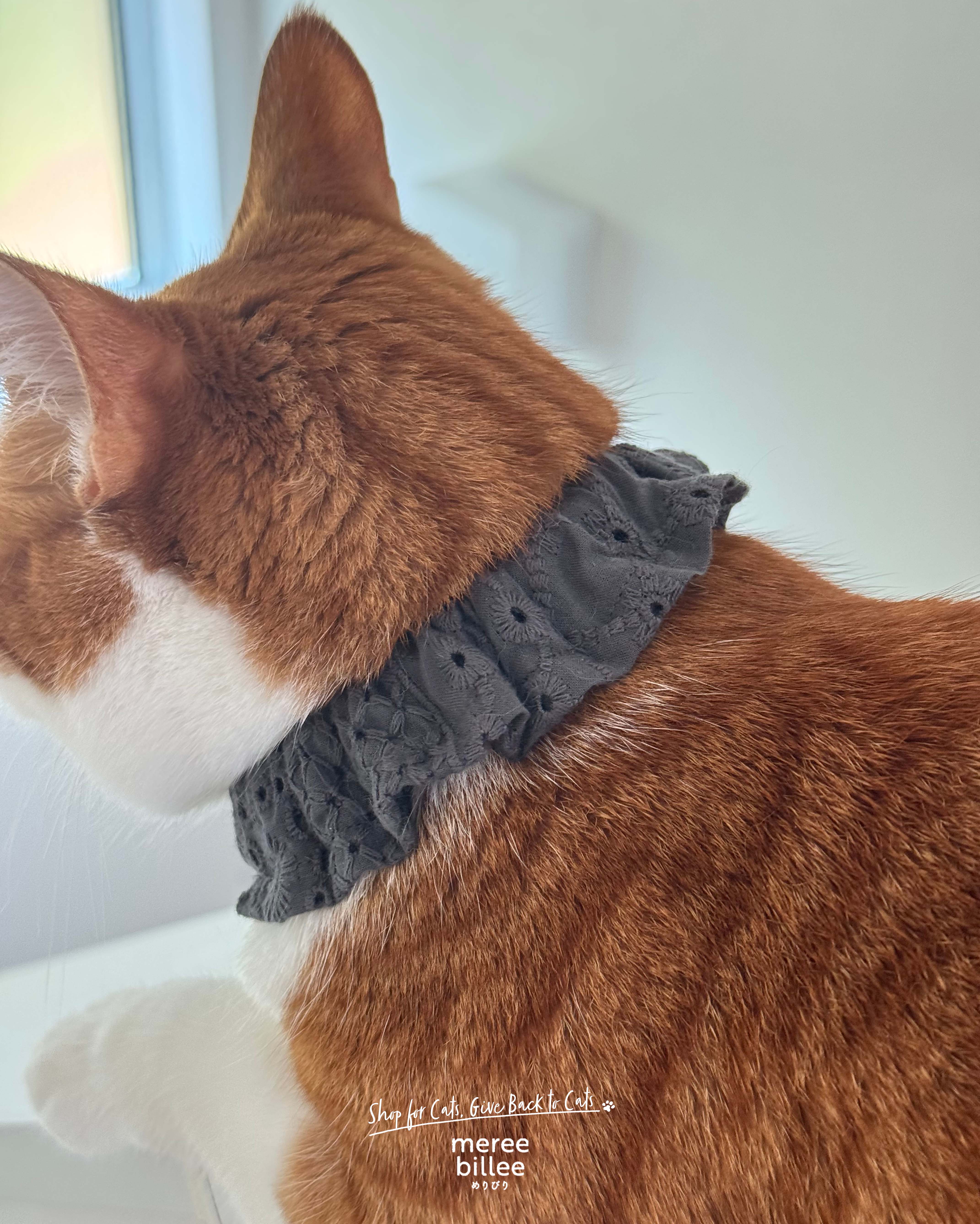 猫ちゃんに首輪をつけるということ