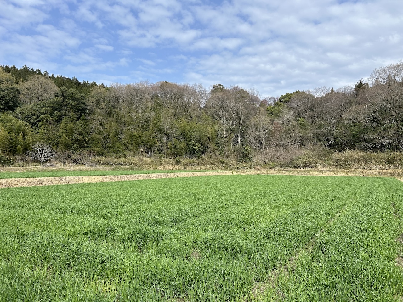 麦の成長記録｜芝生