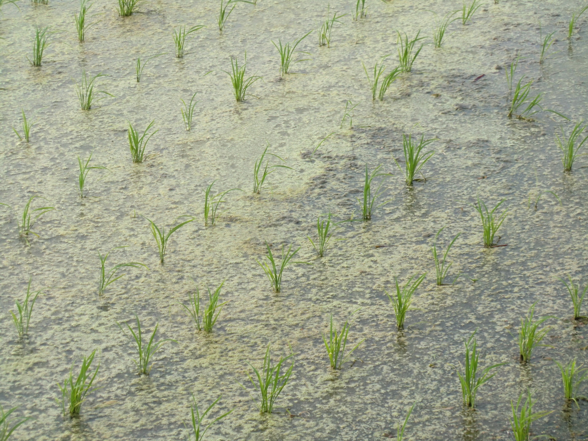 ミドリムシはどこにいるの?