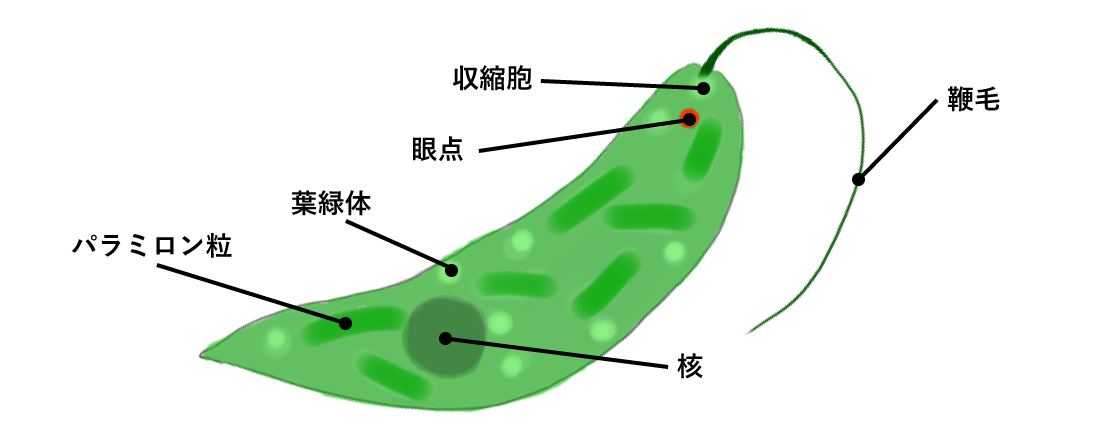 ミドリムシは光がエネルギー!!
