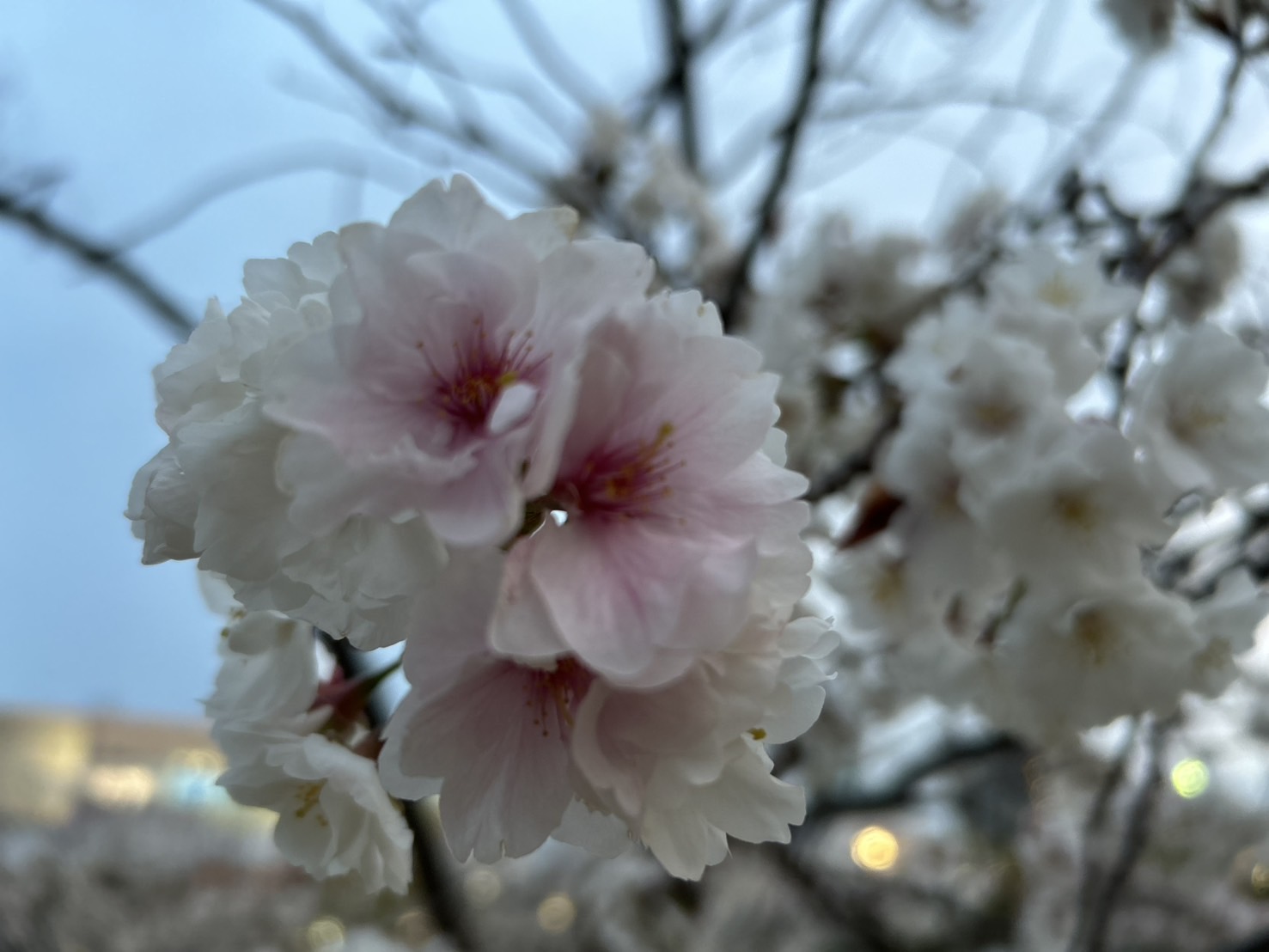桜と花粉の季節