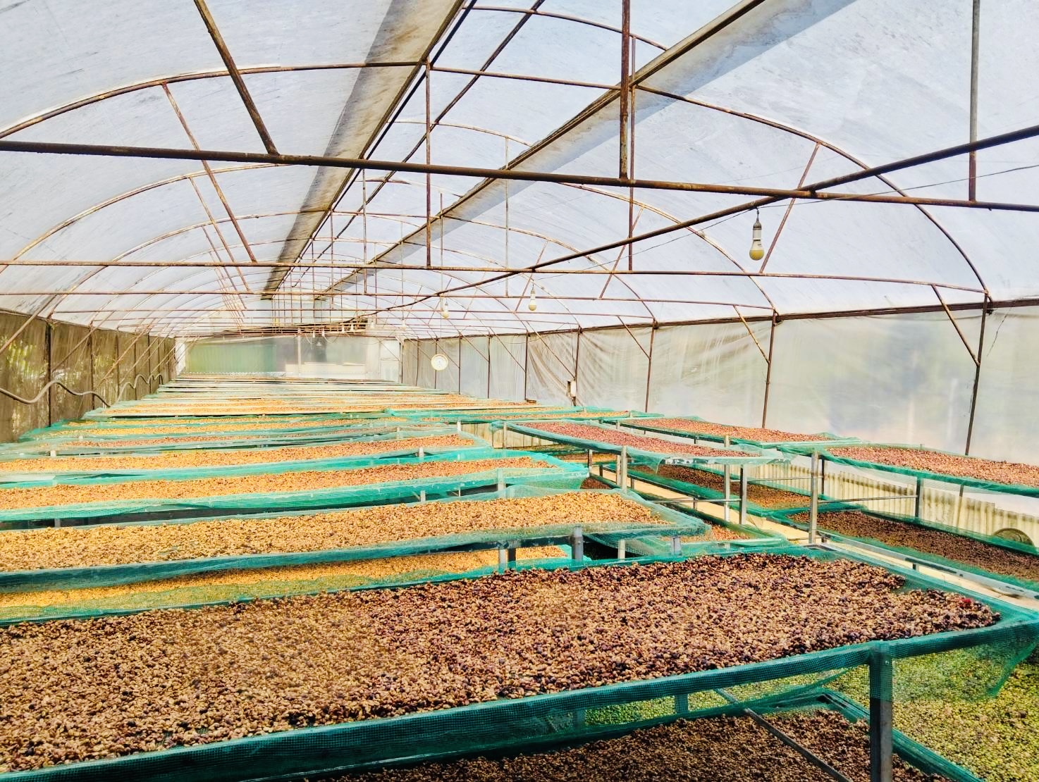 ニュークロップの精製が順調に進んでいます