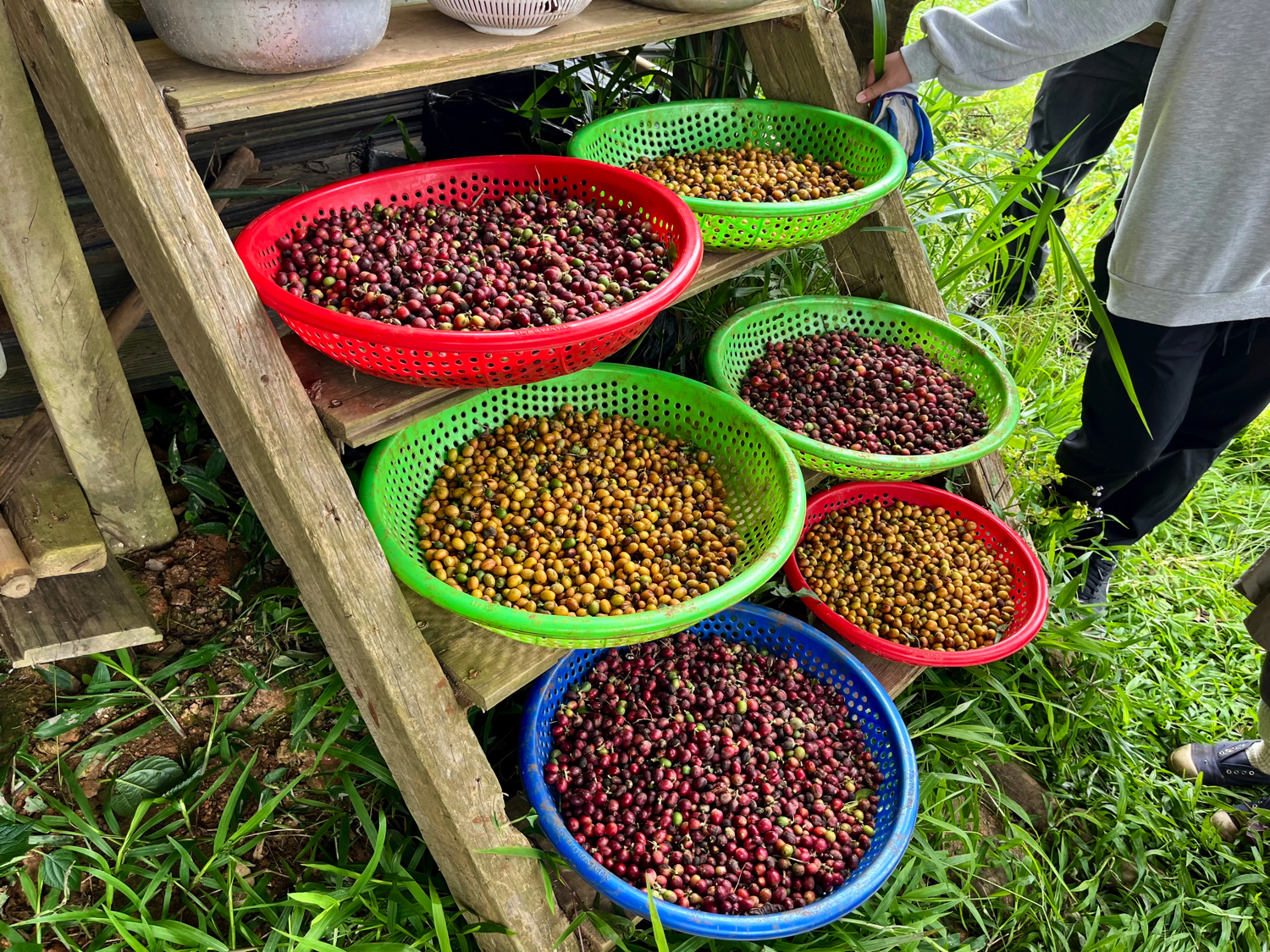 2年の時を経て、初めての収穫を迎えました