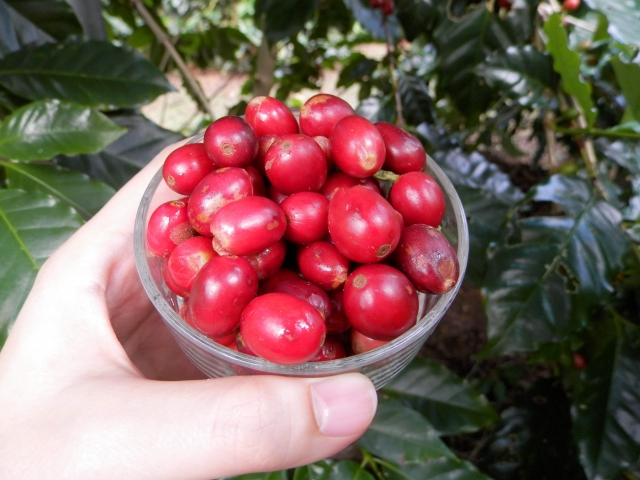 職人の珈琲 ― 吉岡珈琲焙煎所の地域ブレンドが紡ぐ物語