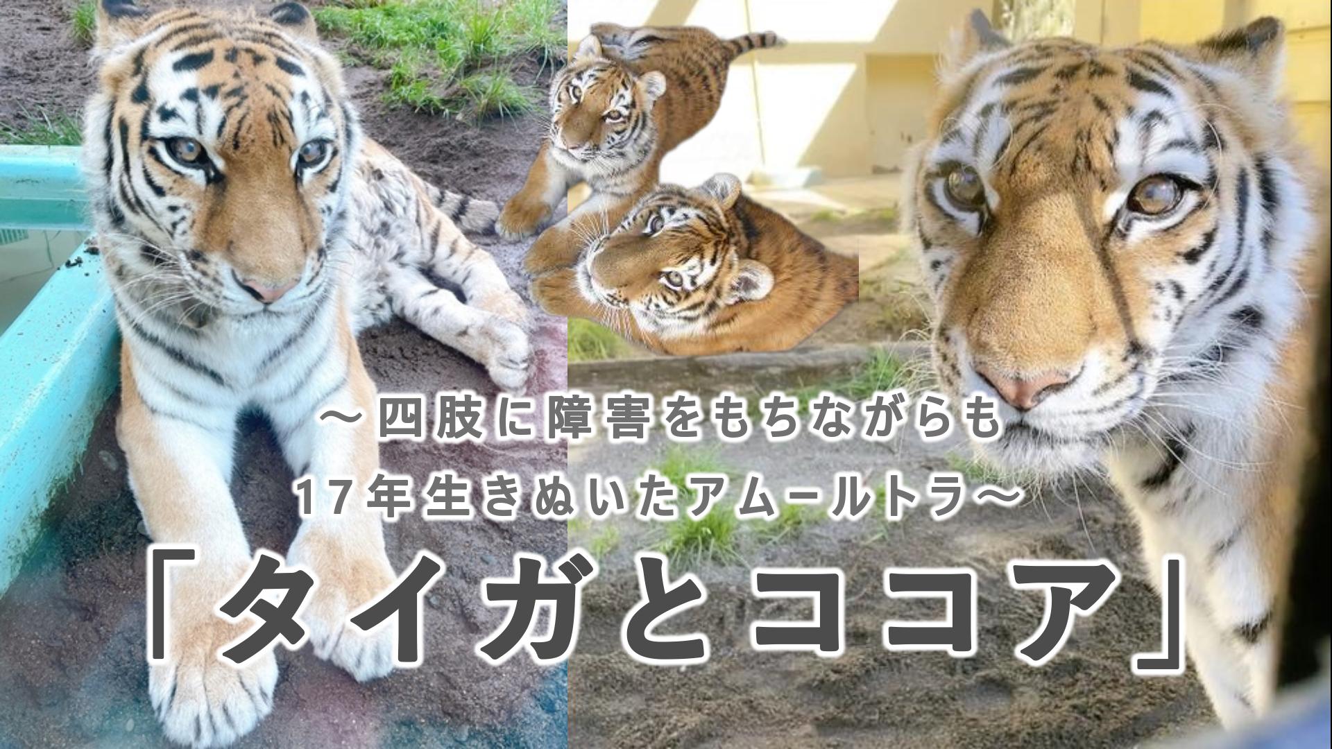 主宰執筆のココアに関する記事が「ZooProtal」に掲載されました