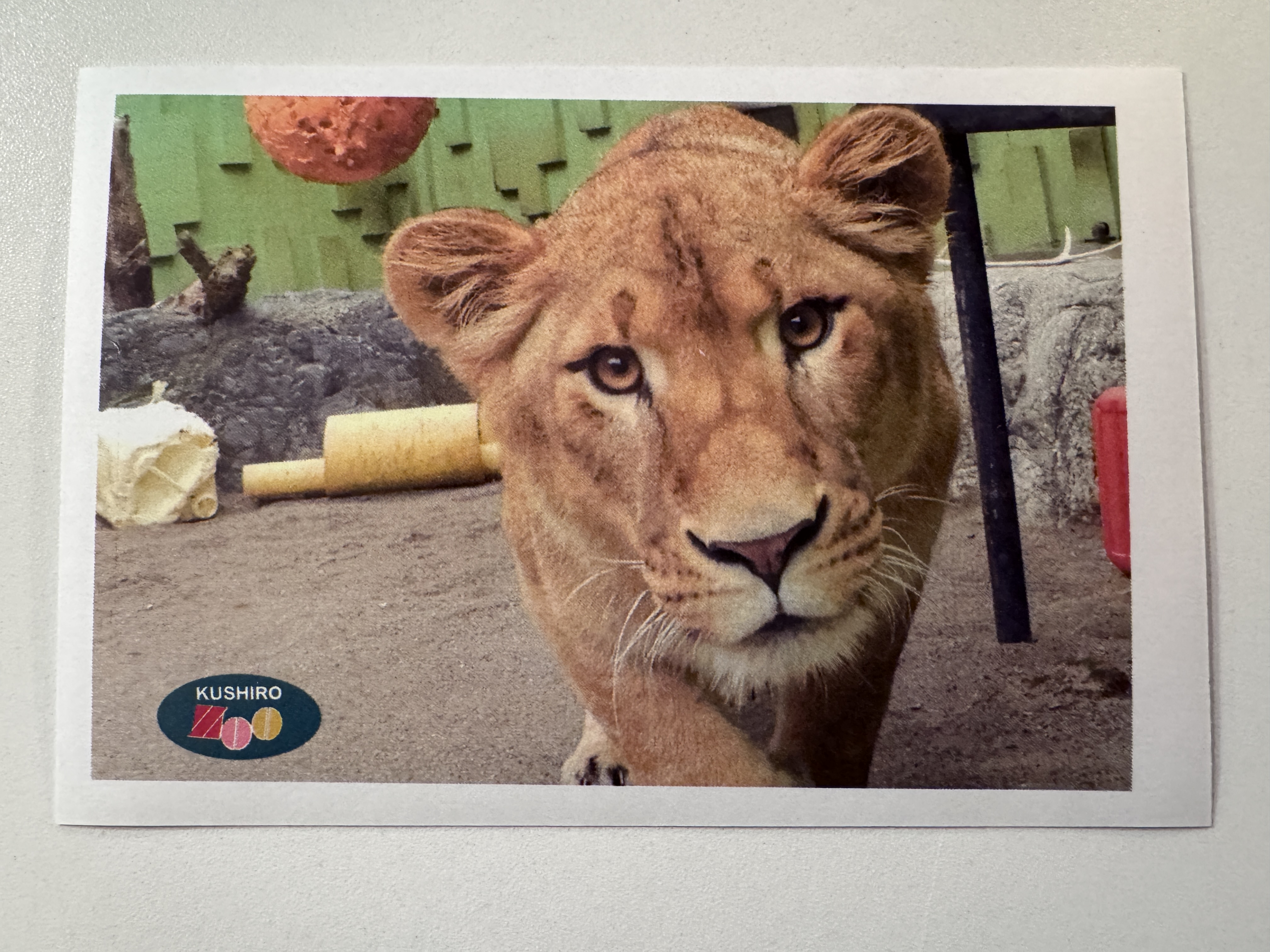 2025年度活動売上より「釧路市動物園」様にご寄附をさせていただきました。