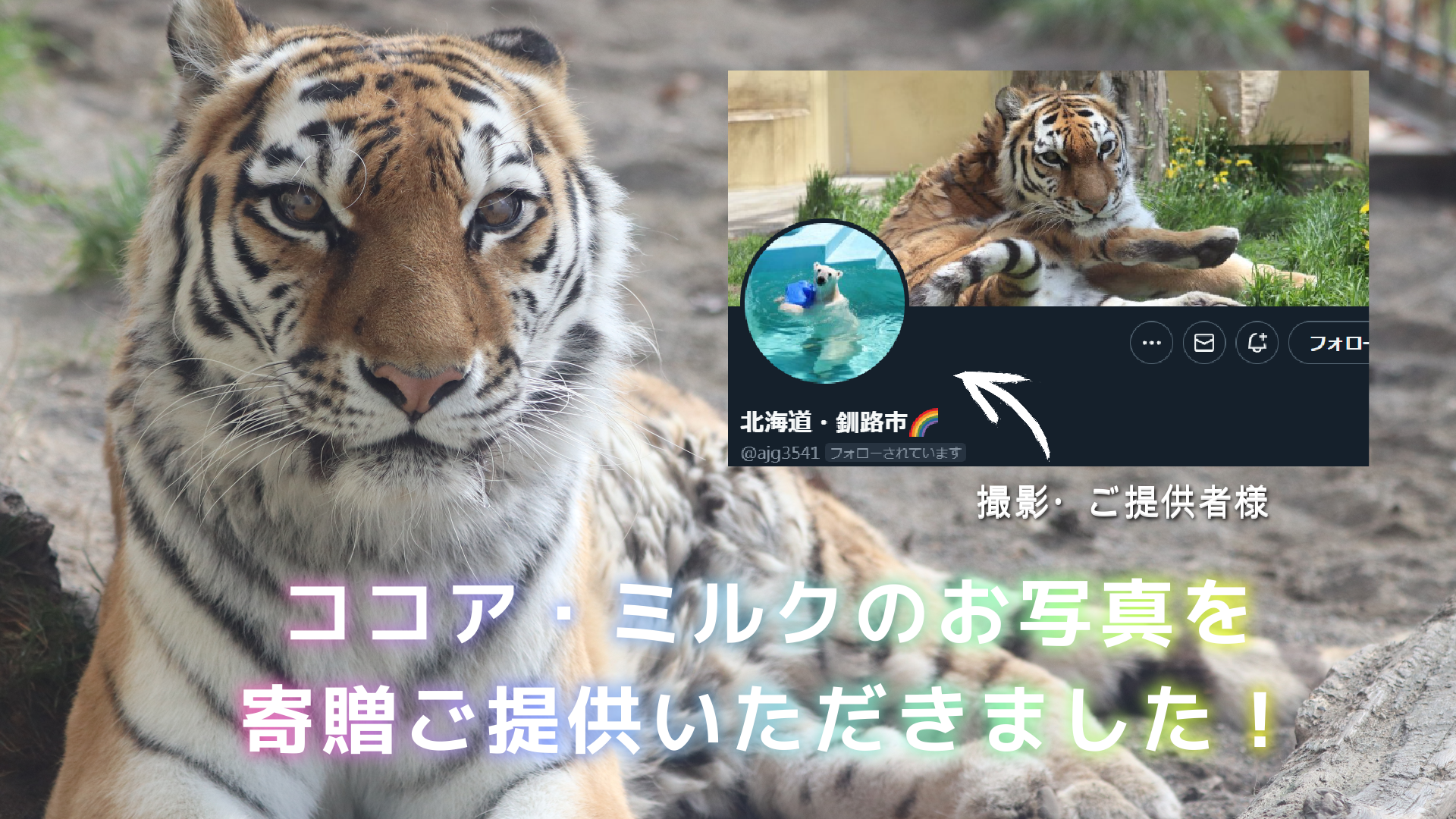 釧路市動物園アムールトラ「ココア」とホッキョクグマ「ミルク」の写真を寄贈ご提供いただきました！