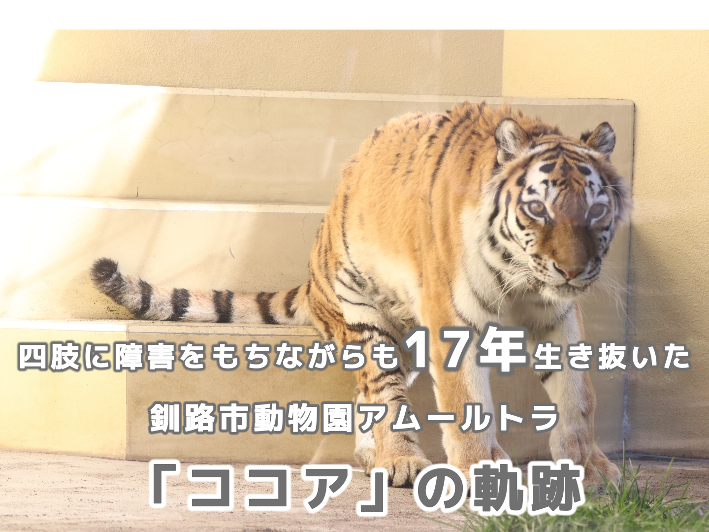 主宰執筆のココアに関する記事が「ZooProtal」に掲載されました