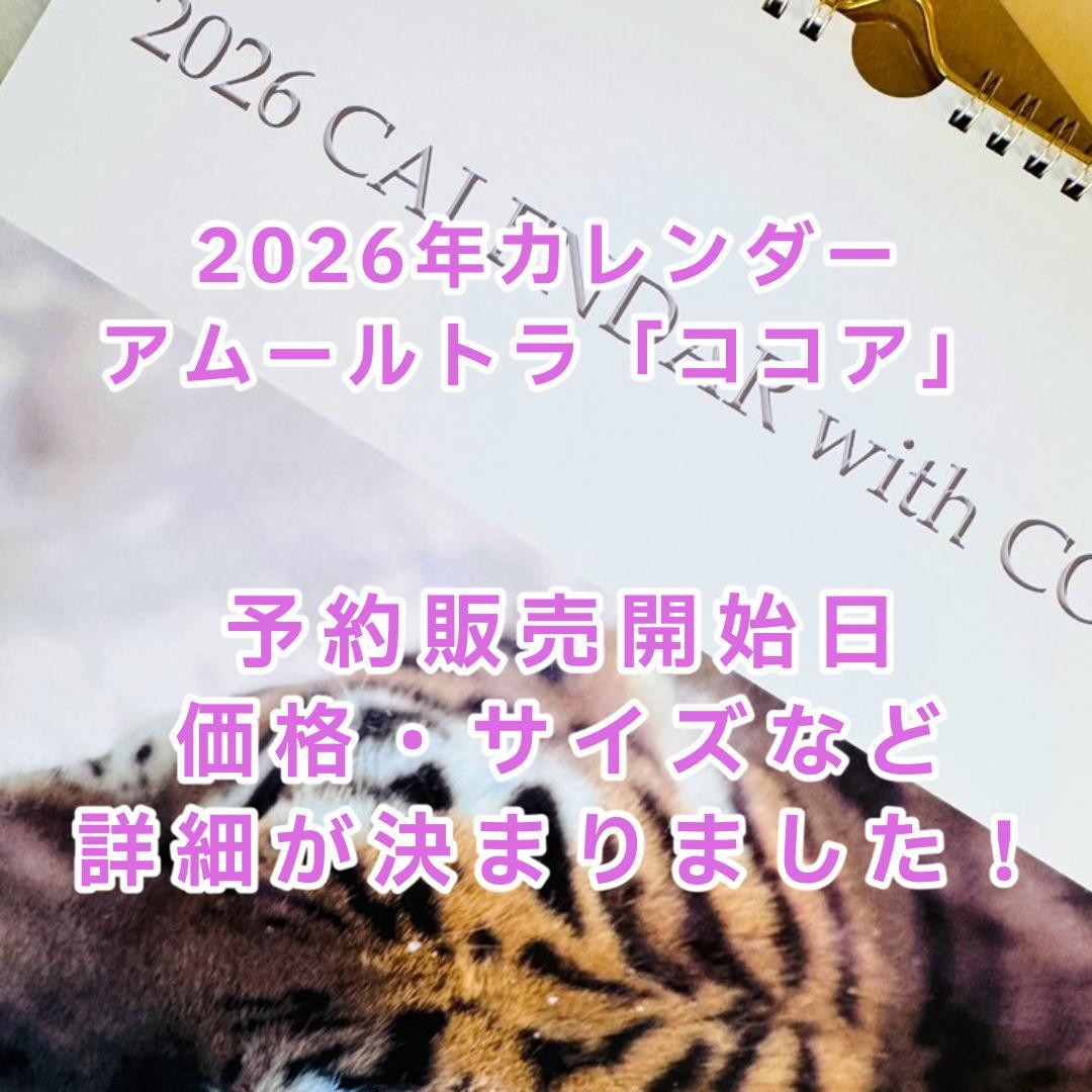 【予約販売開始日のお知らせ】2026年アムールトラ「ココア」カレンダー（A3壁掛け）