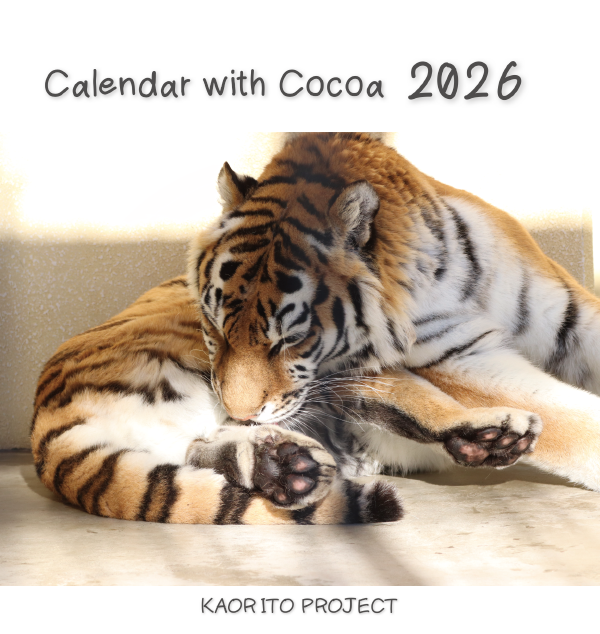 アムールトラ「ココア」卓上カレンダー 予約販売を開始いたします！