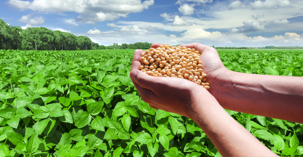 🌍 世界で挑戦！日本人の「味噌作り大冒険」〜材料から環境まで、知っておきたい海外発酵ライフ〜