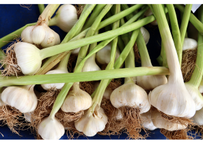 🏔️青森福地ホワイト × 🍶千葉老舗味噌蔵の絶品コラボをご紹介！