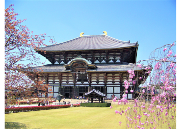 🏯 お寺が育てた日本の味噌文化 ✨