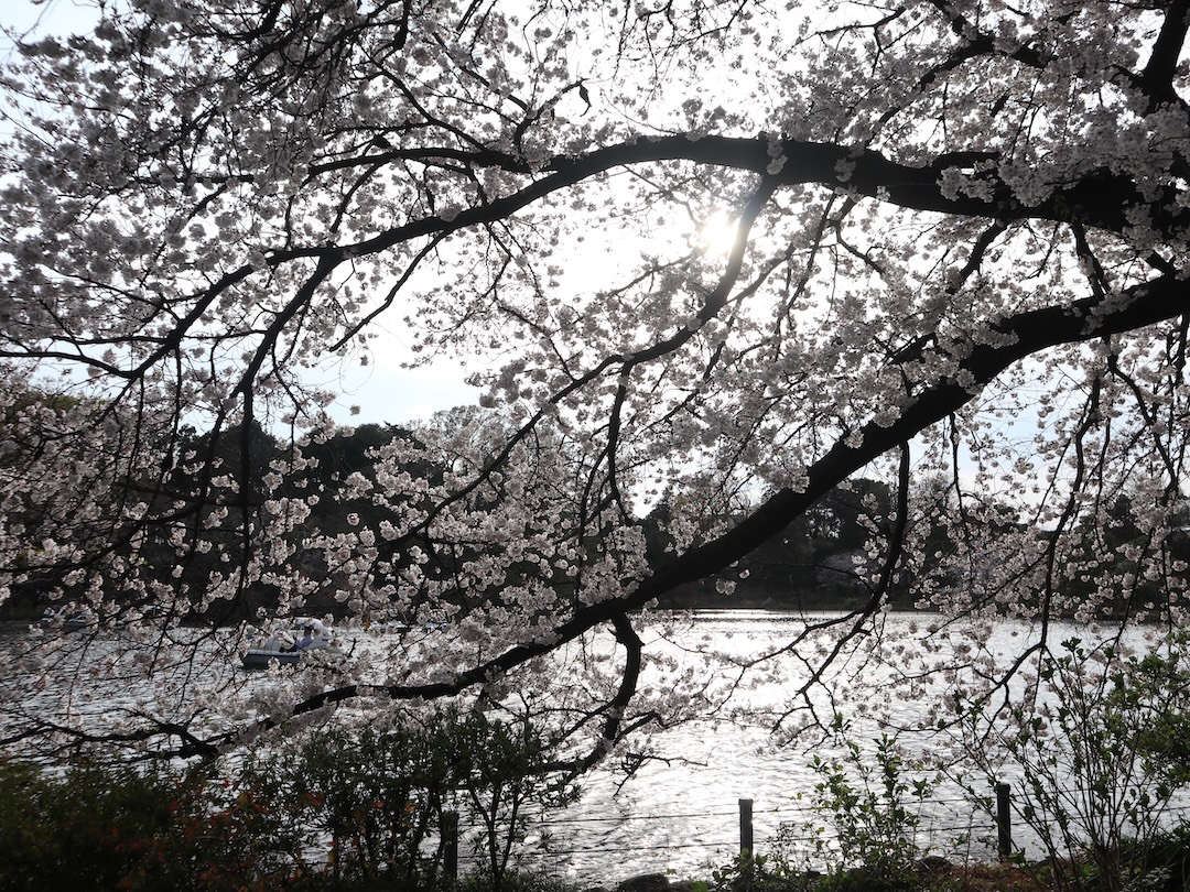 お花見日和