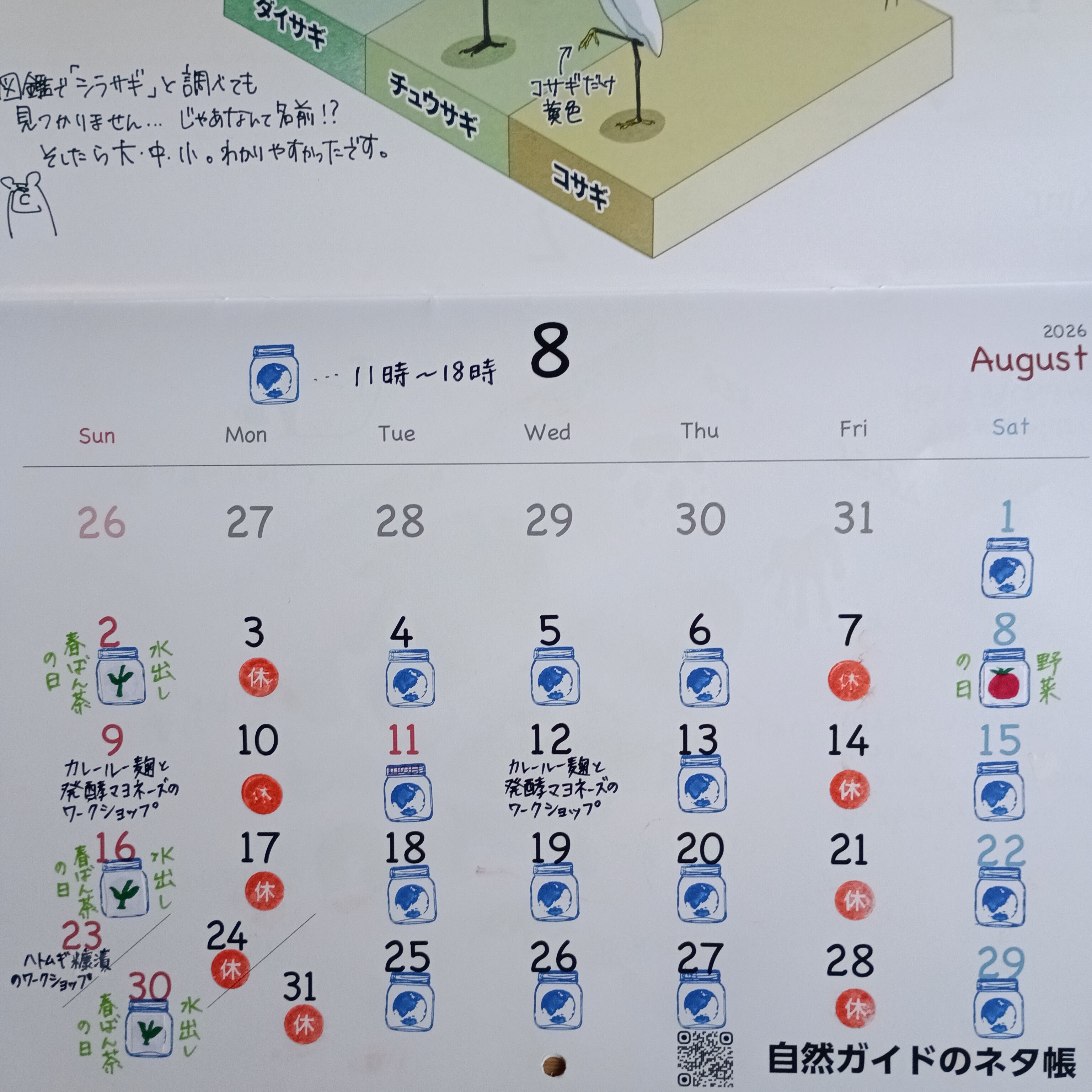 2026年8月の予定です!