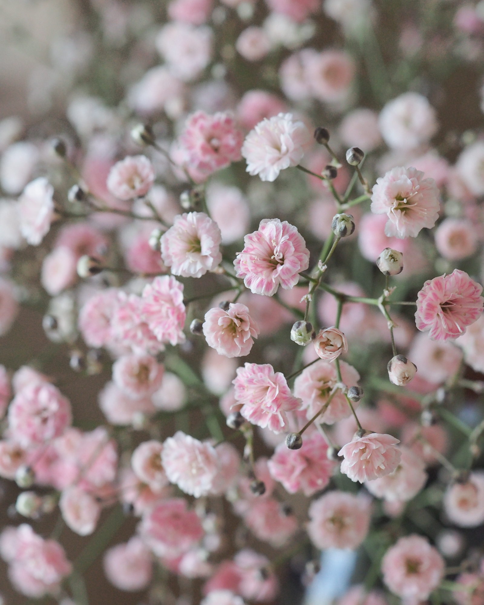 ドライフラワーを染めることの難しさ