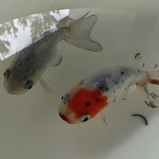 金魚屋 Hau ( 第13回 NIKKO HIRO MARCHE )