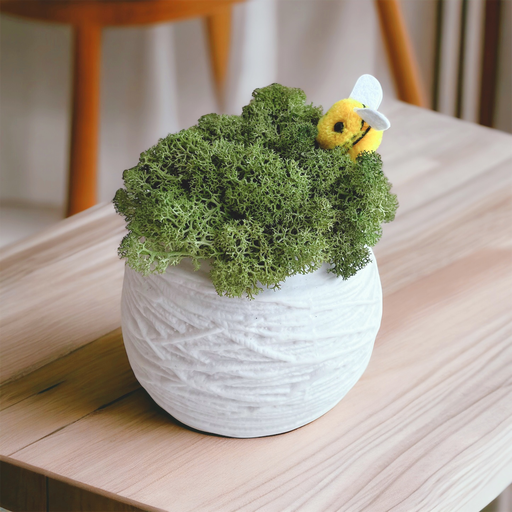 HAPPY MOSS ( POP UP NIKKO HIRO MARCHE )