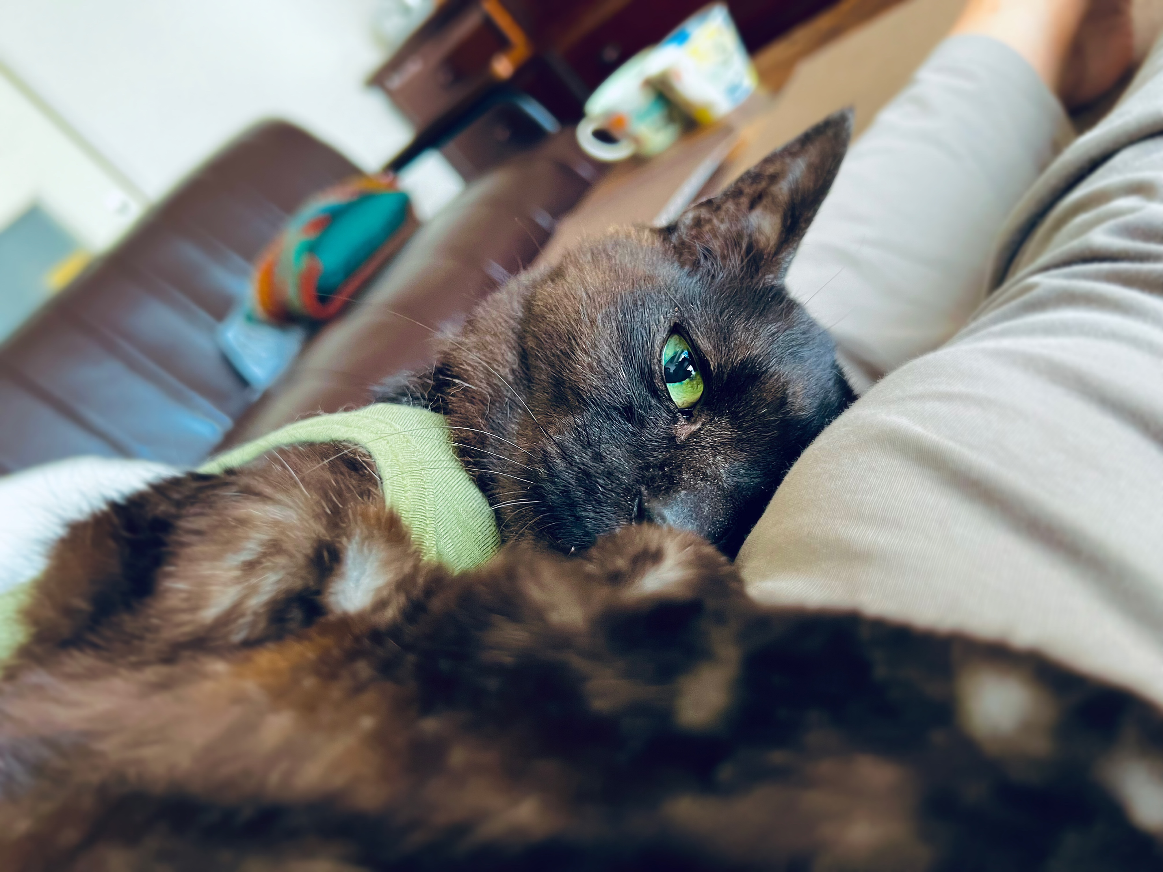 猫との暮らし。