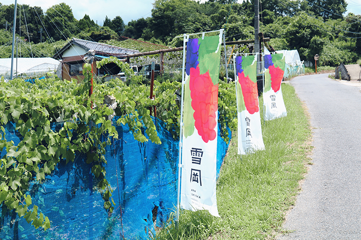 ぶどう狩りがスタートしました。