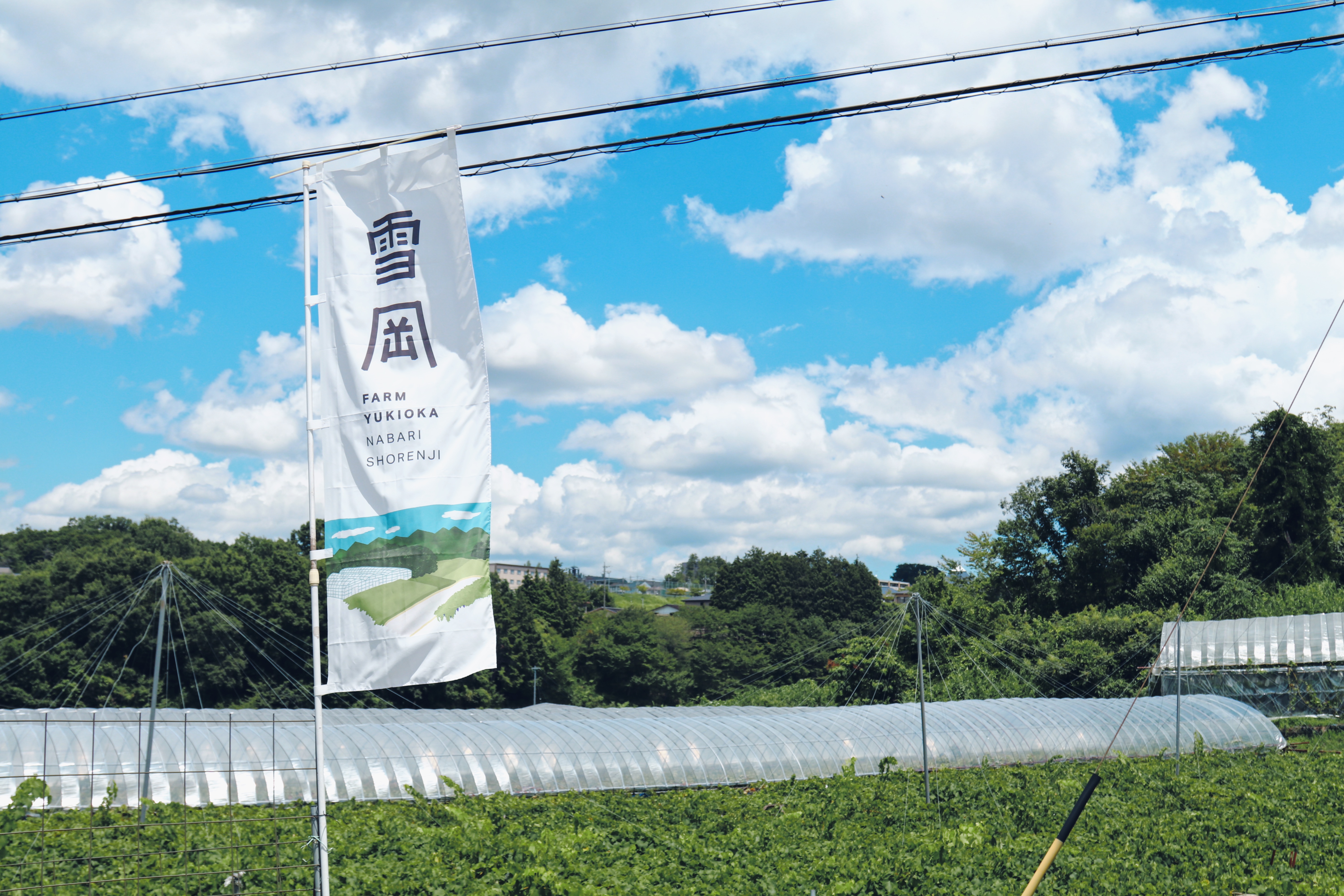 2025年度ぶどう狩りが開園しました。