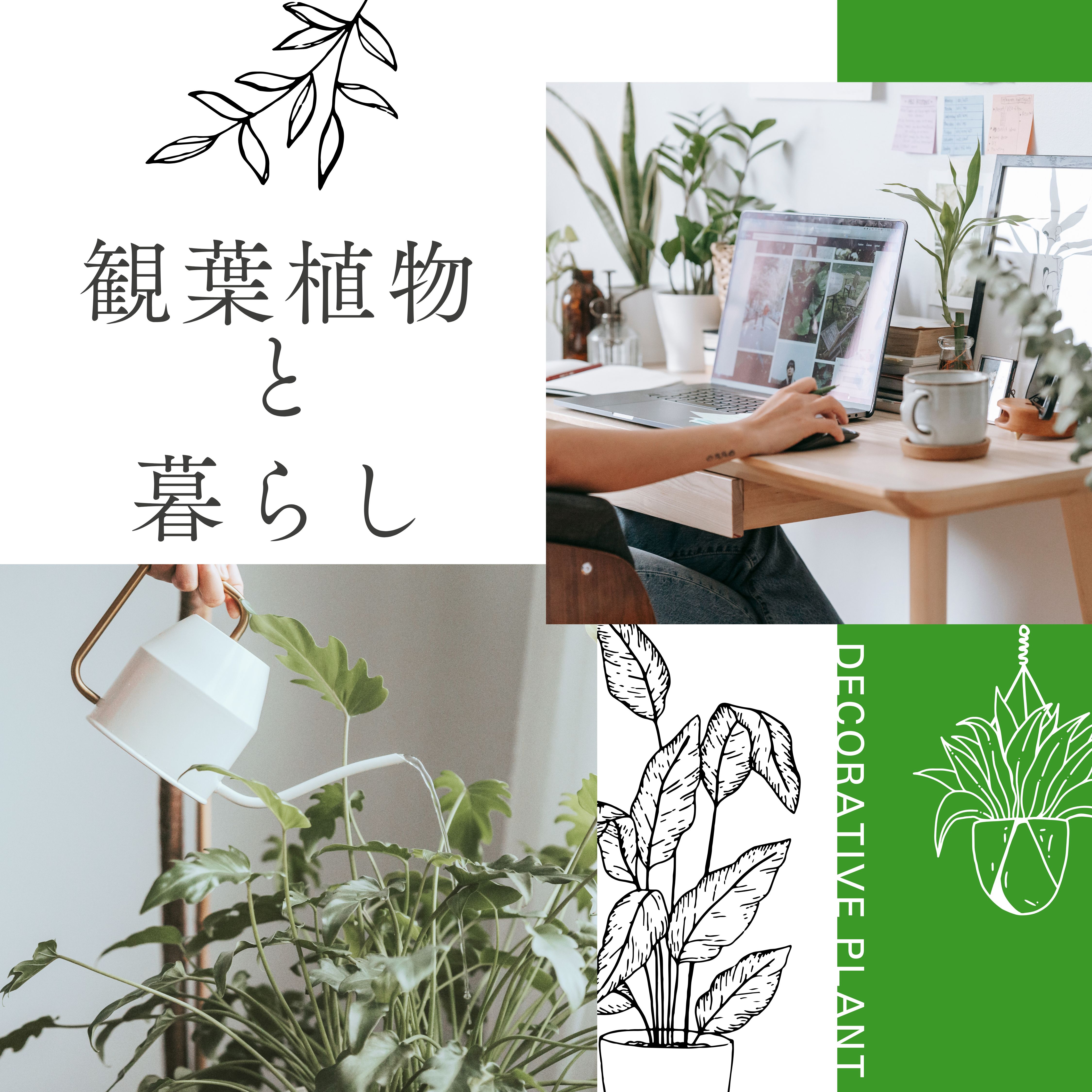 観葉植物｜インテリアコーディネート