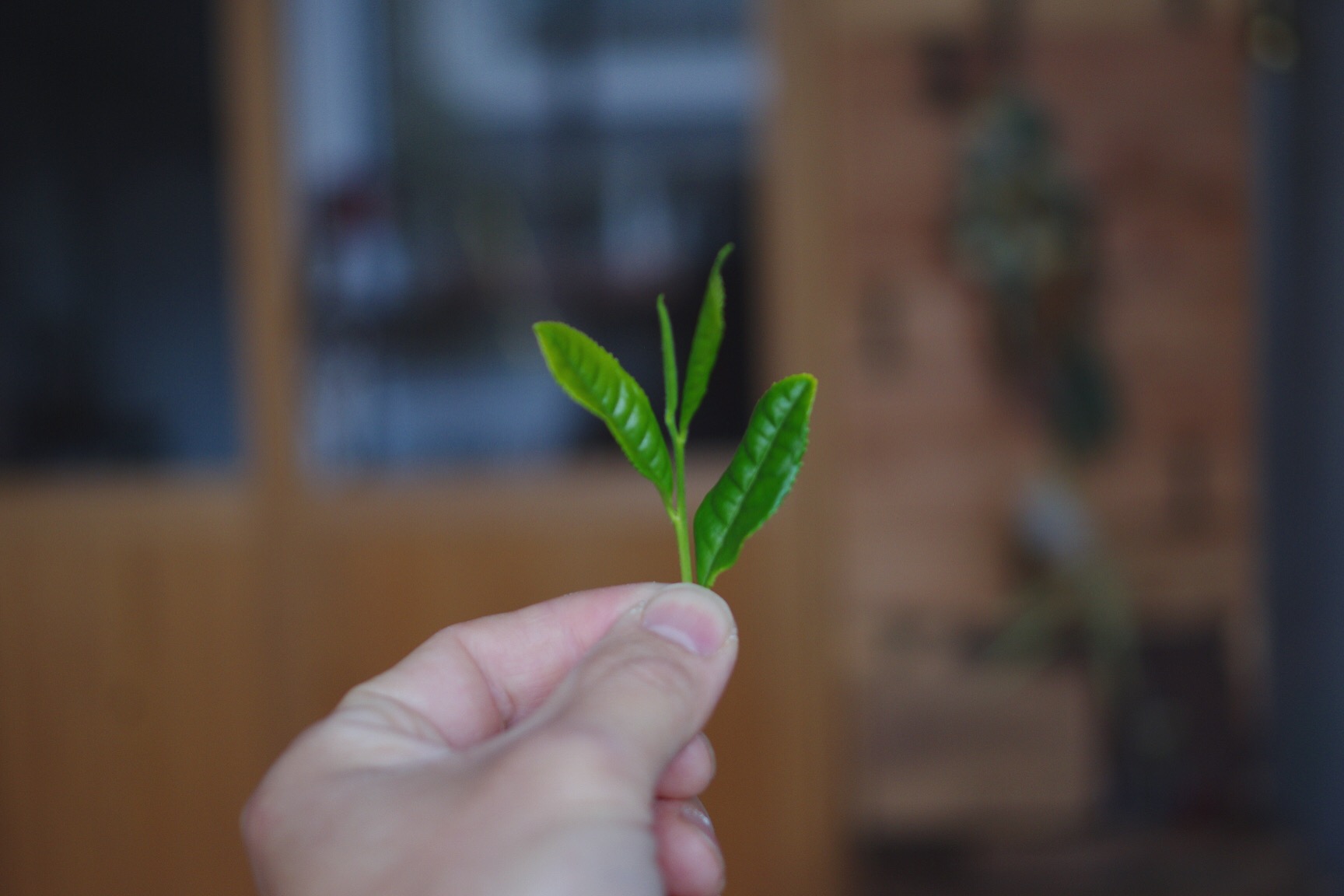 一葉の茶