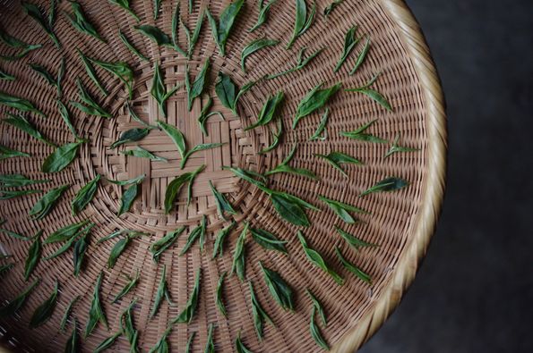 竜爪茶　