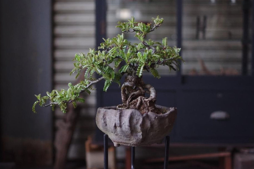 植え替え