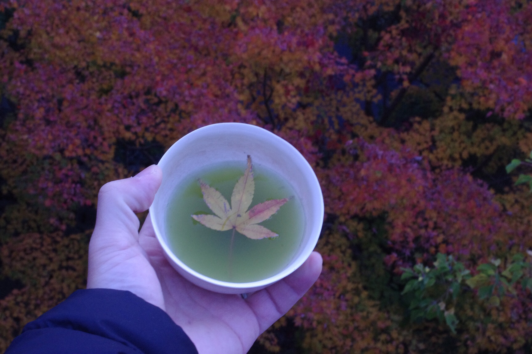 紅葉
