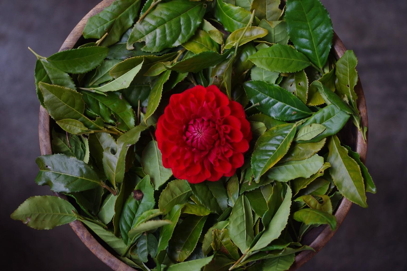 花のお茶