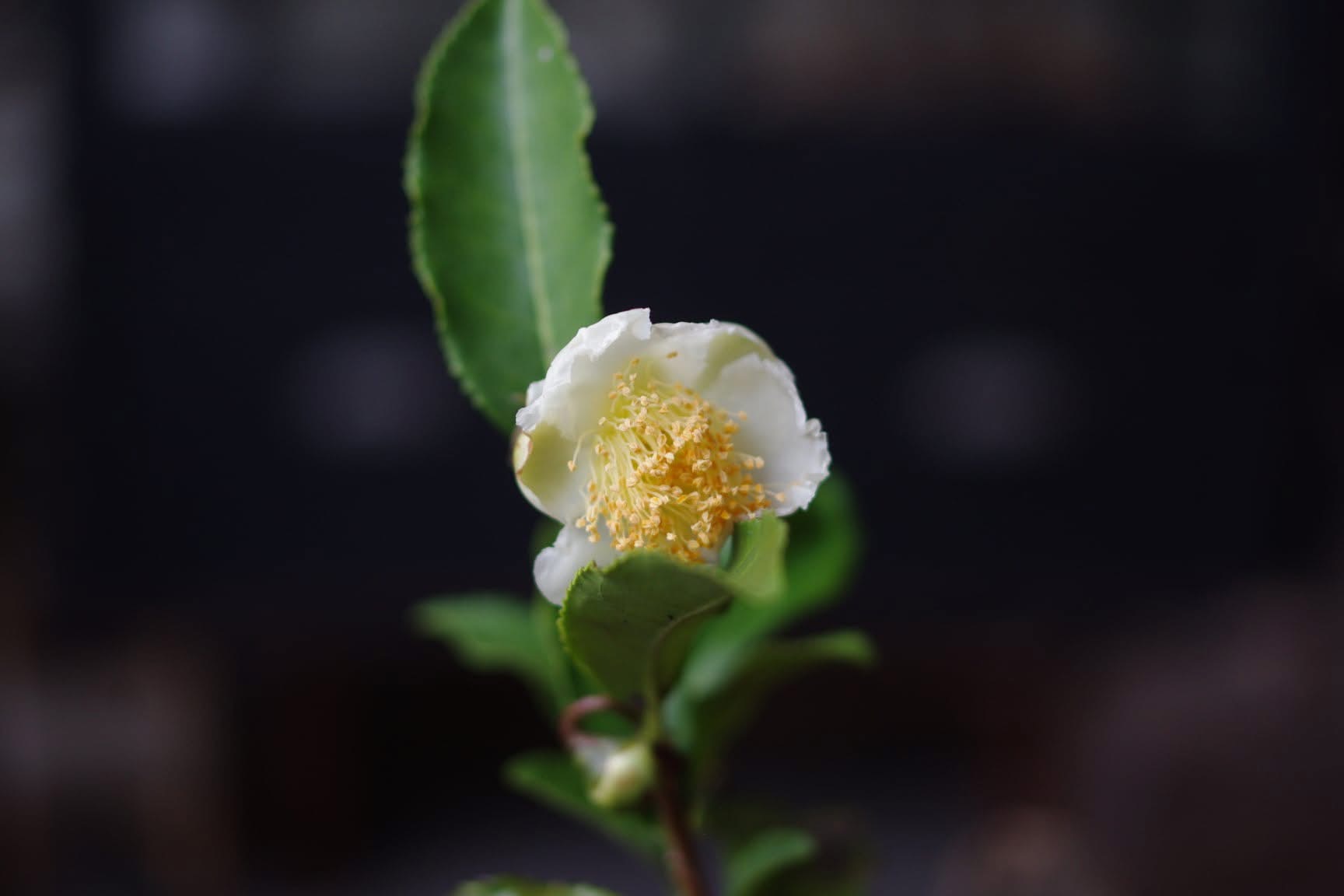 お茶の花