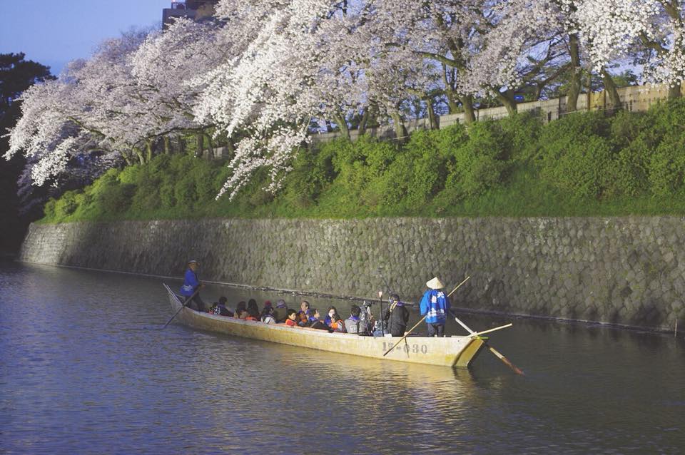夜桜