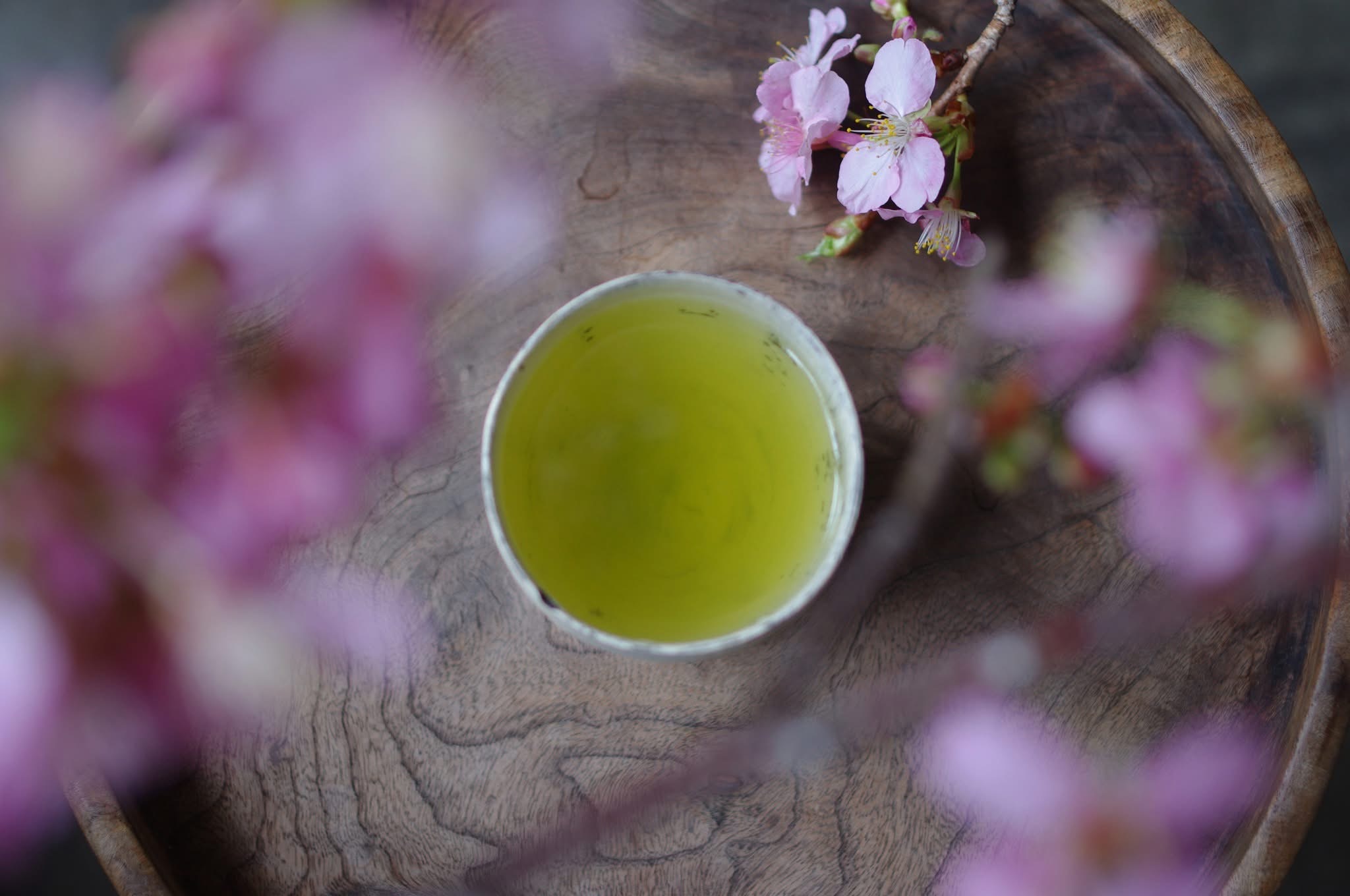 お茶と桜
