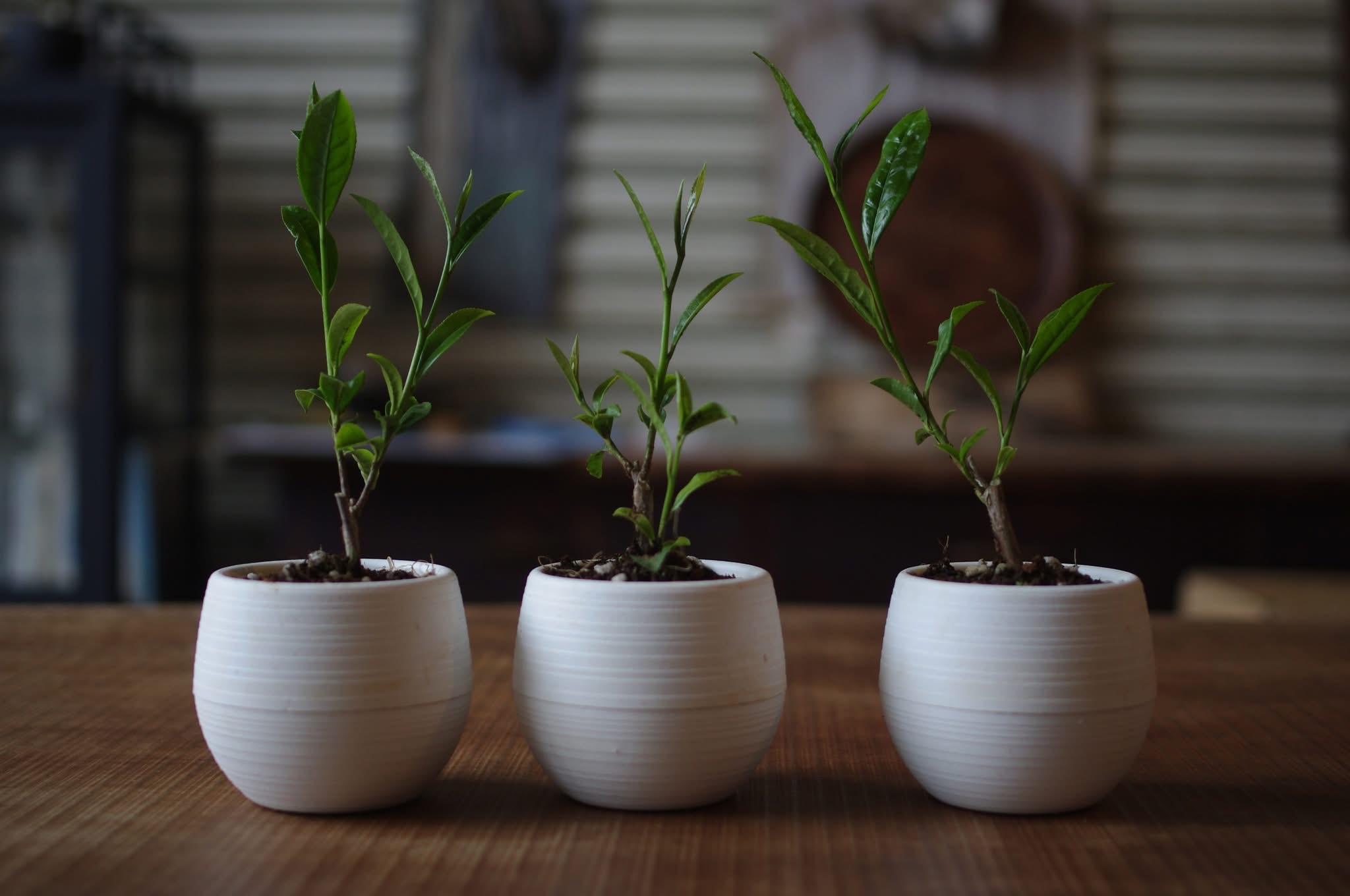 お茶の木
