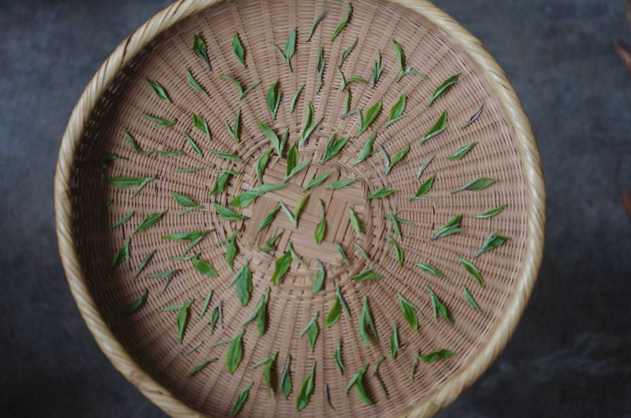 竜爪茶ピクニック