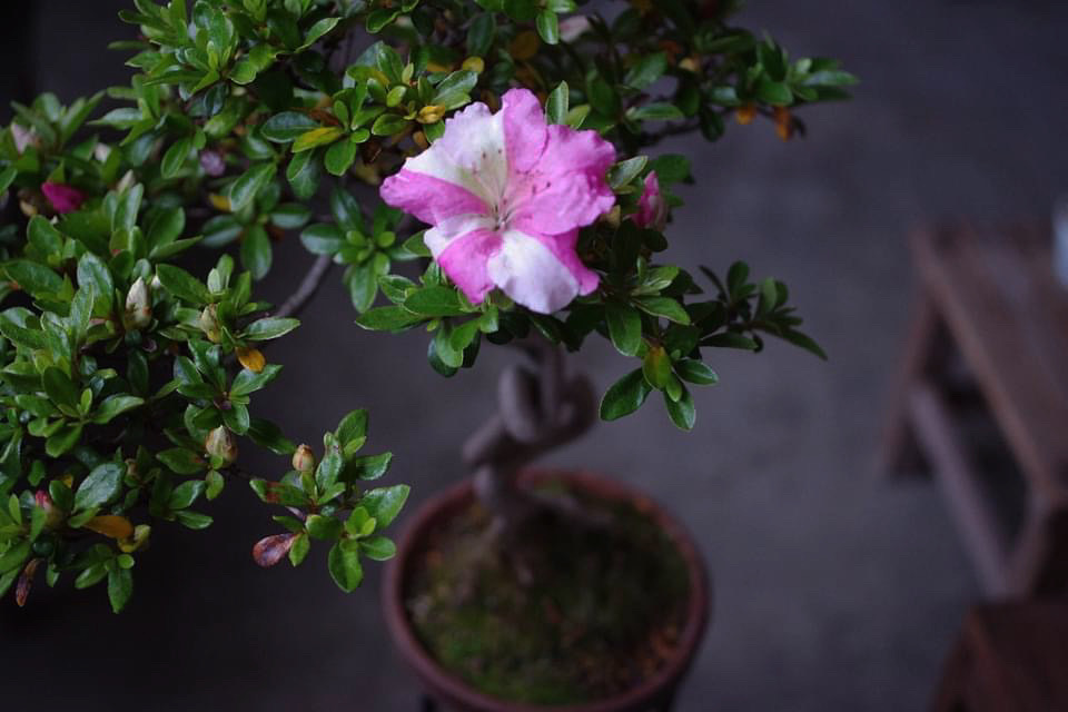皐月