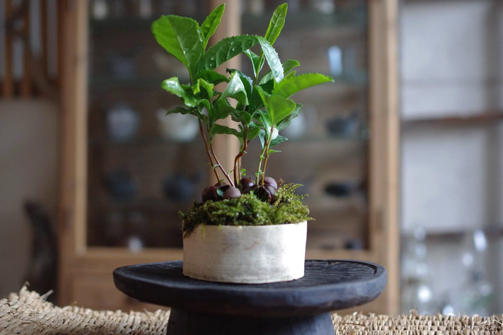 茶の木