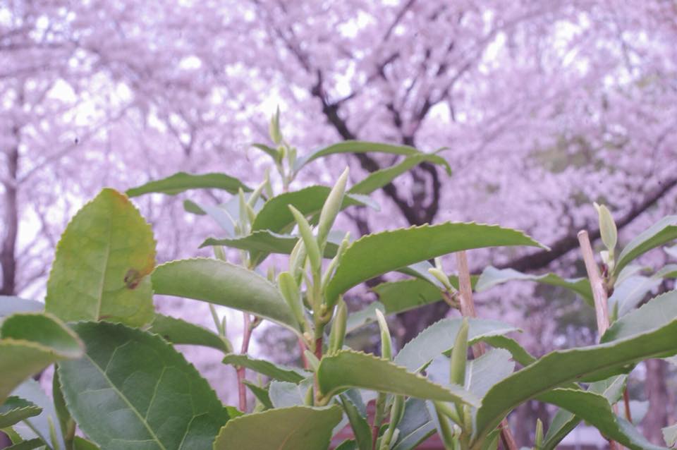 静岡祭り