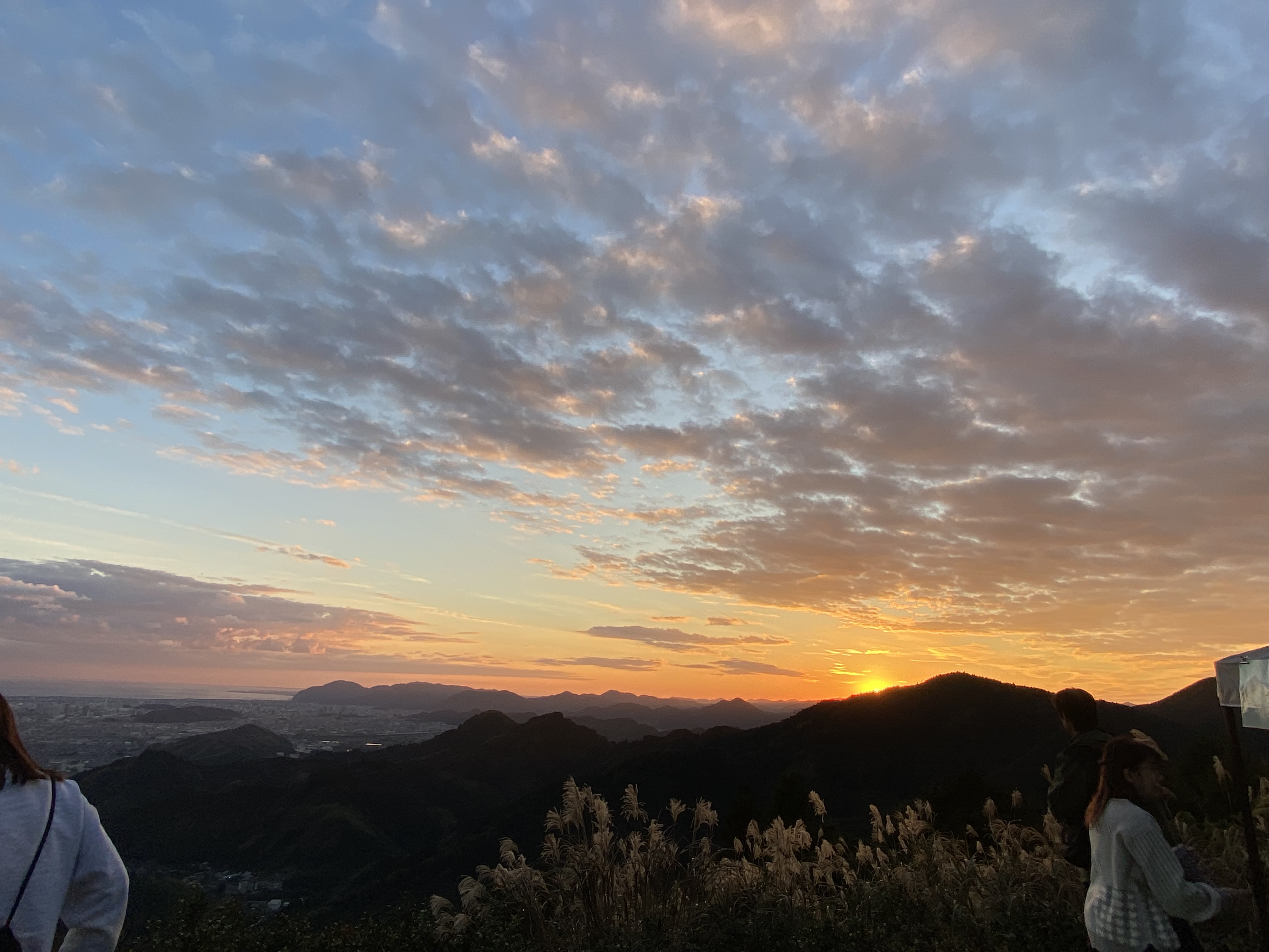 竜爪山の竜爪茶