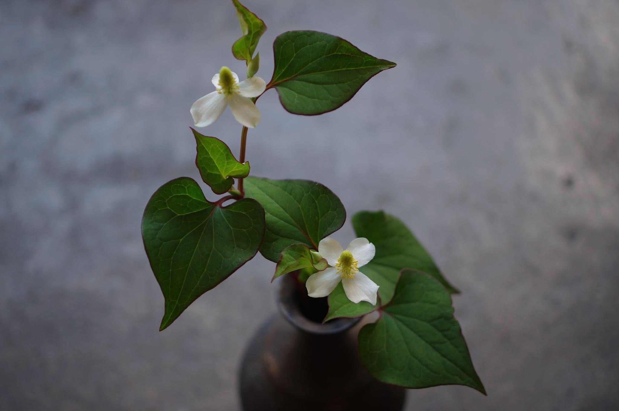 どくだみの花