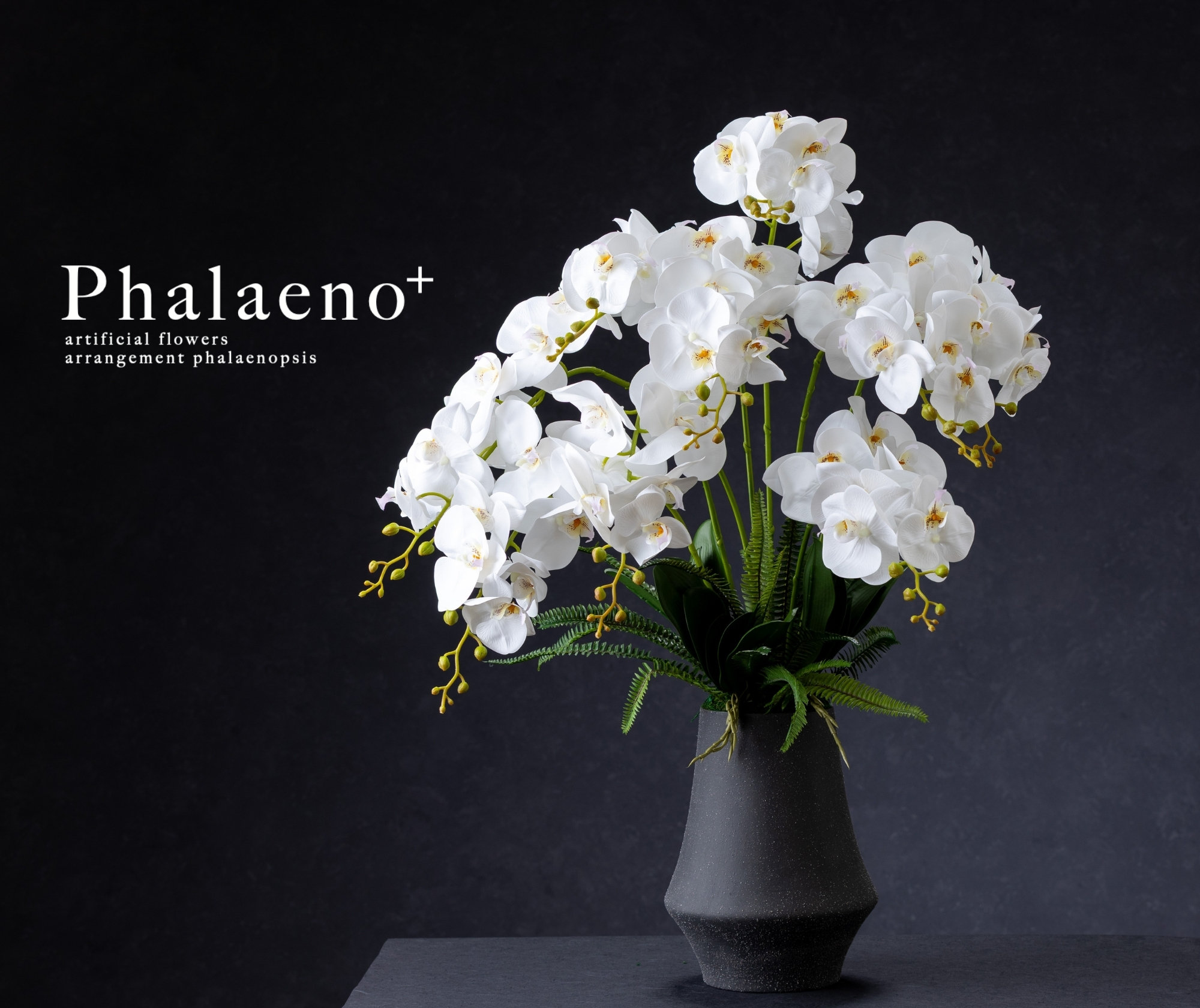 胡蝶蘭シリーズ [ Phalaeno+ ] のご紹介