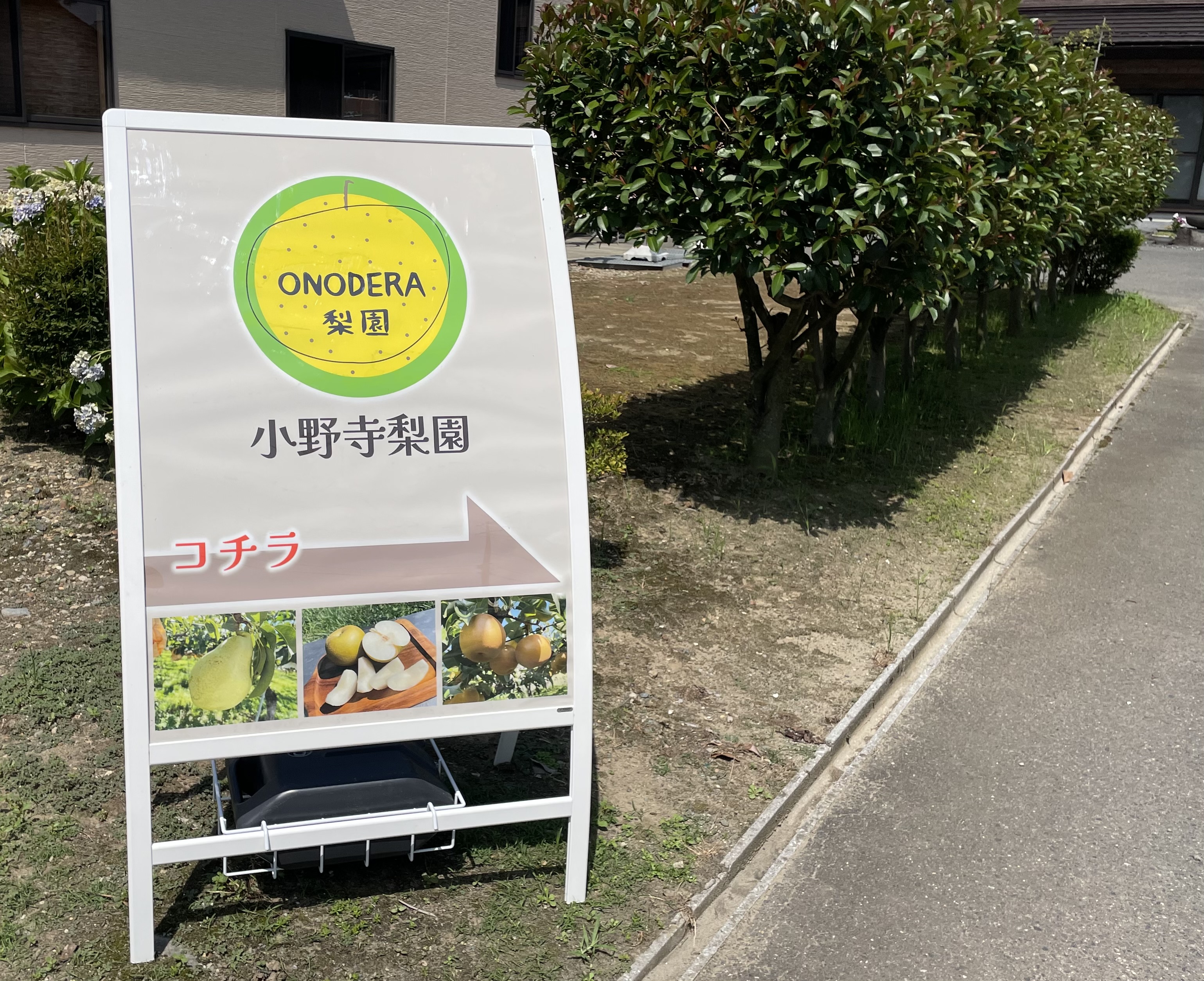 幸水の収穫スタートしました！